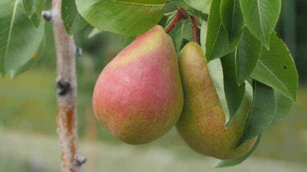 Крупним планом два стиглі груші плоди, що погойдуються на вітрі на гілці з зеленим листям — стокове відео