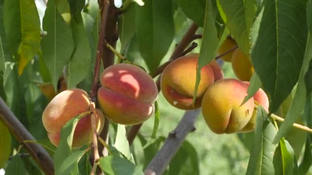 Τα ροδάκινα Κυρ δει σε έναν κλάδο με φύλλα καλοκαιρινή μέρα — Αρχείο Βίντεο