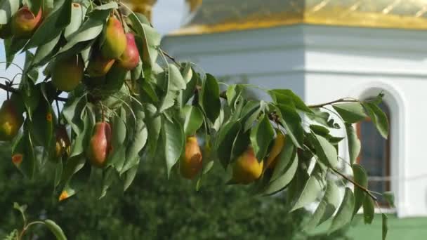 Gren med päron Dushes svänga i vinden mot bakgrund av den kyrkliga byggnaden på en solig dag — Stockvideo