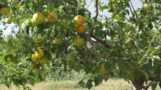 Ramas de manzanos con manzanas maduras balanceándose en el viento en el sol el día de verano — Vídeo de stock