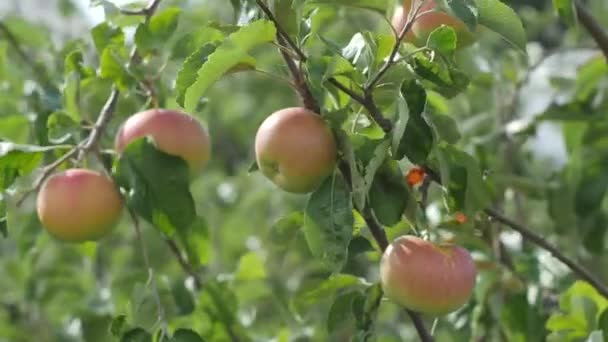 Green apple tree branch with ripe fruits swaying in the wind in the sun in the summer garden — Stock Video