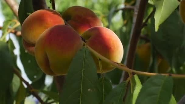 Quatre pêches mûres sur une branche balançant dans le vent au soleil — Video