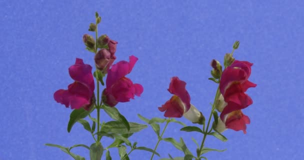 Цветы Антиринум мягко раскачиваются на ветру при дневном свете — стоковое видео