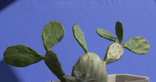 仙人掌叶片在蓝色背景下阳光室内植物中摇曳 — 图库视频影像