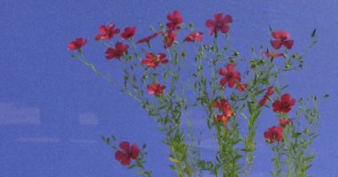 Bush dekoratif keten ile mavi bir arka plan üzerinde sallanan bordo çiçek