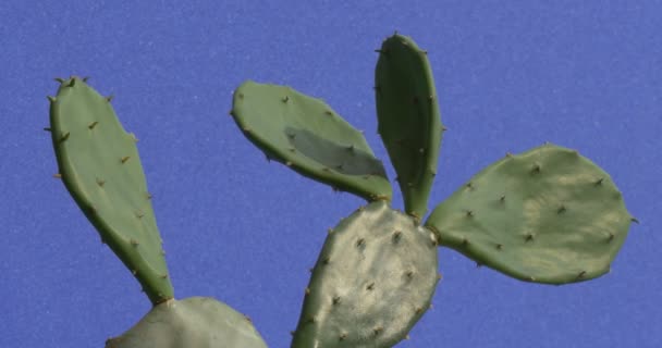Kaktus flache stachelige Blätter wiegen sich im Wind auf blauem Hintergrund — Stockvideo