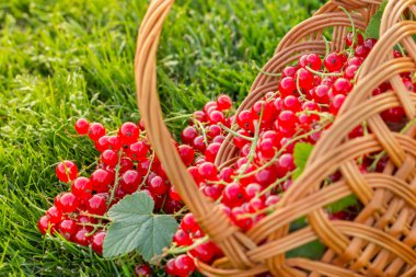 sepet içinde taze kırmızı kuş üzümü.