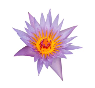 Nilüfer çiçeği makro fotoğrafçılık.