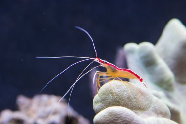 Makro fotoğrafçılık, karides.