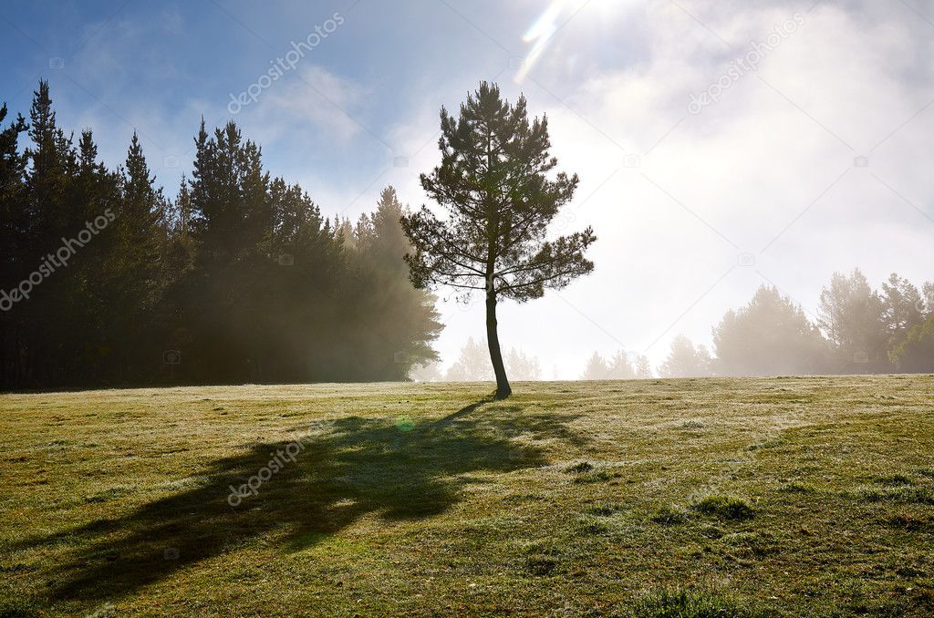 Lonely tree in a sunnymorning