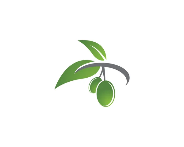 Zeytin Yağı Logo Vektör Çizimi Tasarımı — Stok Vektör