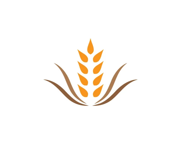 Сільське Господарство Пшениця Логотип Шаблон Векторний Дизайн Значка — стоковий вектор