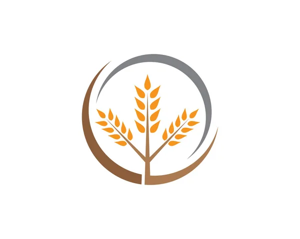 Agricultura Trigo Logotipo Plantilla Vector Icono Diseño — Archivo Imágenes Vectoriales