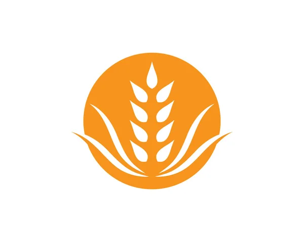 Agricultura Trigo Logotipo Plantilla Vector Icono Diseño — Archivo Imágenes Vectoriales