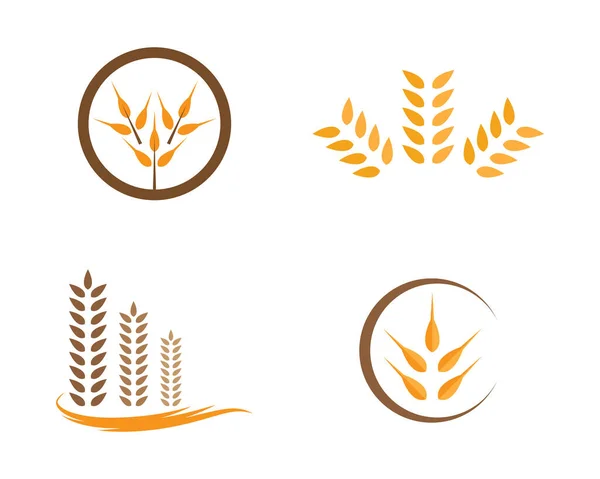 Agricultura Trigo Logotipo Plantilla Vector Icono Diseño — Archivo Imágenes Vectoriales