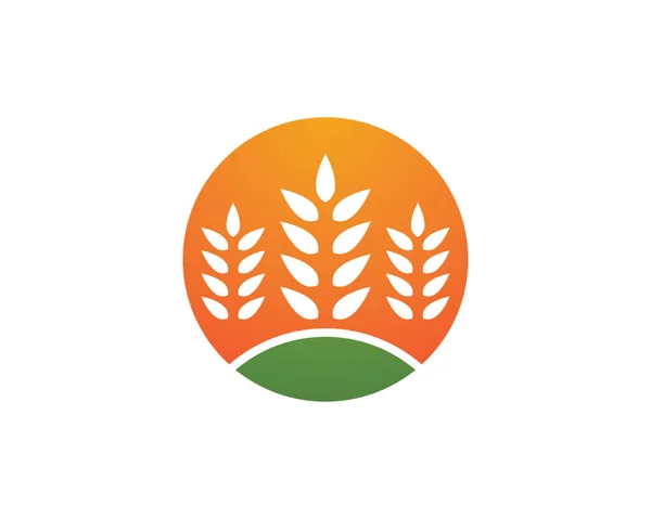 Agricultura Trigo Logotipo Plantilla Vector Icono Diseño — Archivo Imágenes Vectoriales