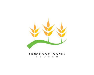 Tarım buğday logosu vektör ikonu tasarımı