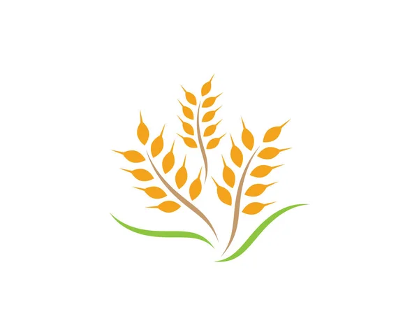 Agricultura Trigo Logotipo Plantilla Vector Icono Diseño — Archivo Imágenes Vectoriales