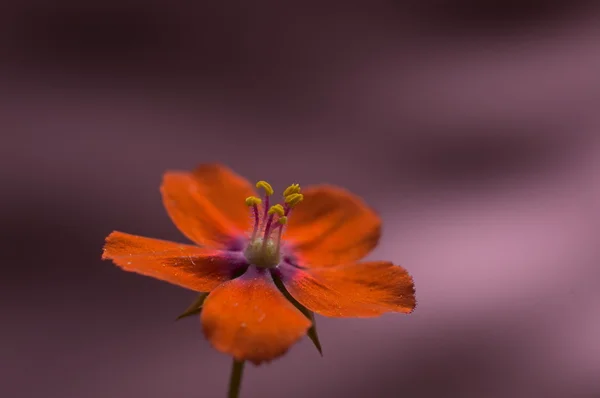 Kızıl Farekulağı'bahar çiçek pembe arka plan karşı izole