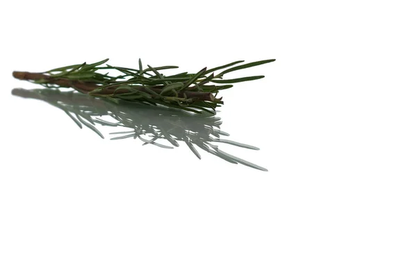 Rosemary branch on a white background with reflection. — Stok fotoğraf