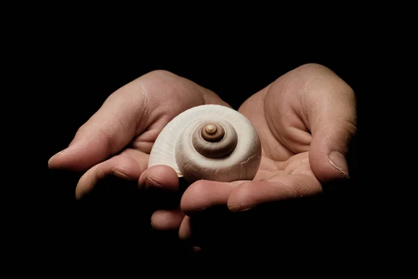 White snail shell in the palms of a child — Stock Photo, Image
