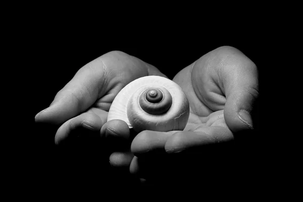 White snail shell in kids hands, black and white