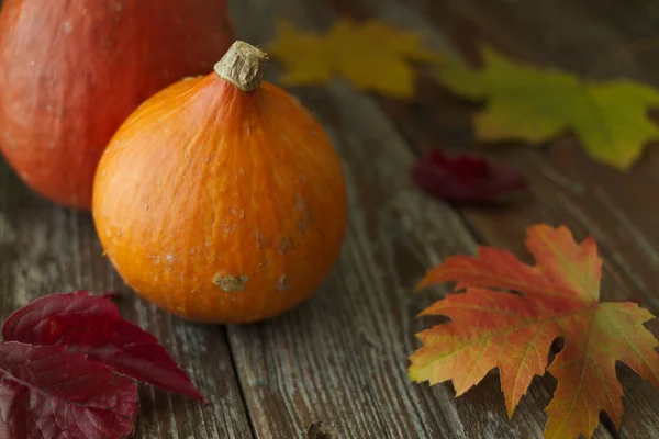 Organic orange Hokkaido pumpkin in rustic setting autumn decorat