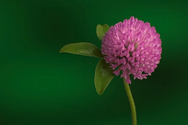 Pink clover flower blossom on green stem against green backgroun