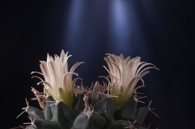 Gymnocalycium baldianium chin cactus flower petals against dark 