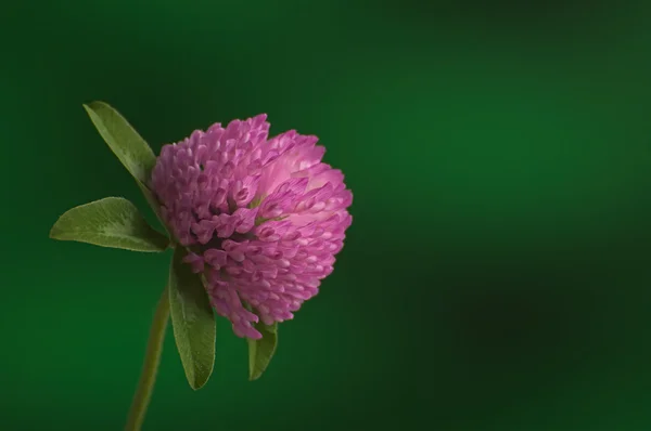 Pink clover flower blossom on green stem against green backgroun