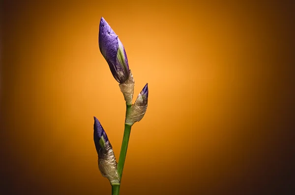 Closeup closed Iris flower buds on green stem against orange bac
