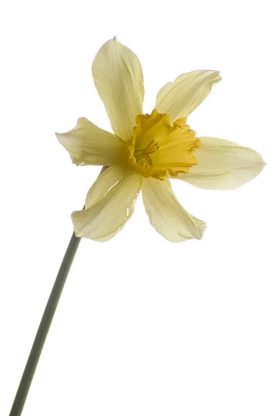 Yellow narcissus pseudonarcissus daffodil against white backgrou — Stock fotografie