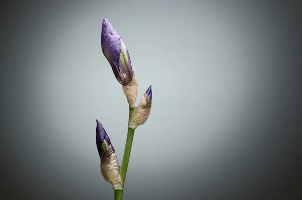 Closeup closed Iris flower buds on green stem against grey backg