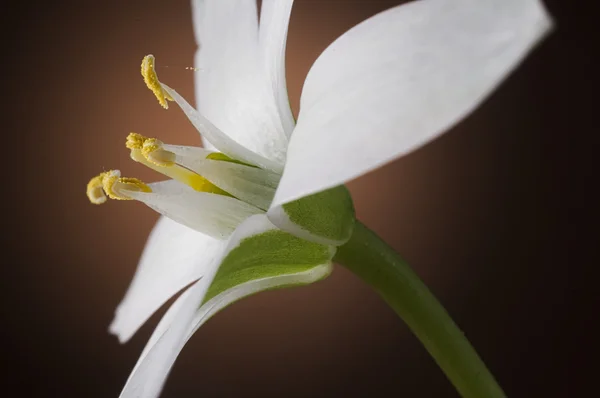 Gerusalemme stella Anemone petalo di fiore contro backgroun marrone scuro — Foto Stock