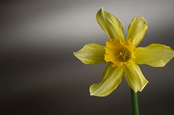 Yellow narcissus pseudonarcissus daffodil against gray backgroun — Stok fotoğraf