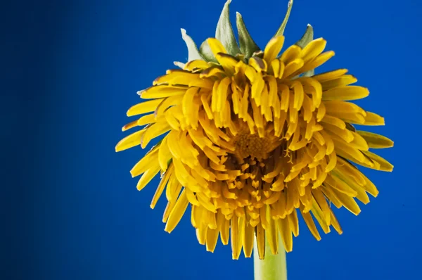 Karahindiba petal karşı koyu mavi arka plan asılı