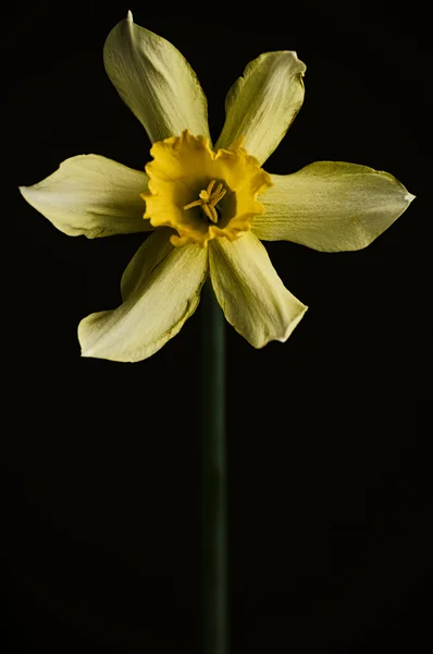 Желтый нарцисс pseudonarcissus daffodil против черного нарцисса — стоковое фото