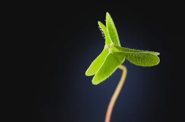 Yeşil kalp orman üç yapraklı yonca karanlık backgro karşı kapalı
