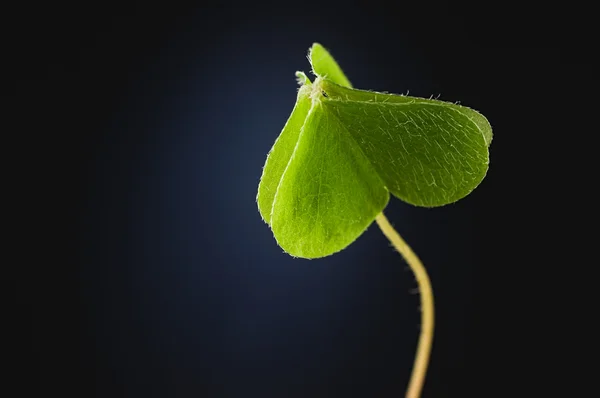 Yeşil kalp orman üç yapraklı yonca kadar karanlık bac işaret kapalı