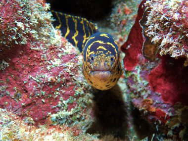 Resifte Moray Yılanbalığı zinciri