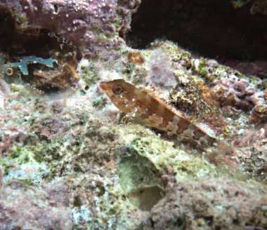 Saddleback Blenny on the reef clipart