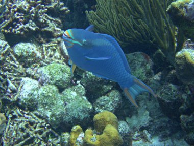 Kraliçe Papağan Balığı resifte otluyor.