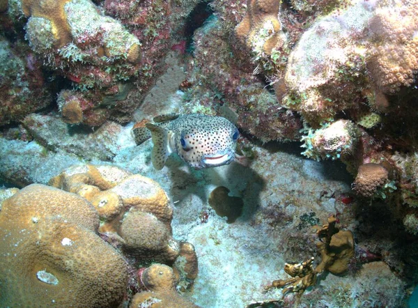 Squalo Della Barriera Corallina Dei Caraibi Che Nuota Mare Aperto — Foto Stock