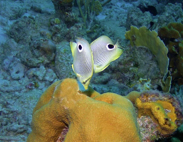 Pesce Farfalla Foureye Sulla Barriera Corallina — Foto Stock