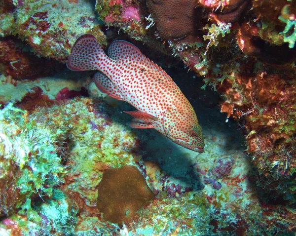 Graysby Grouper Útesu — Stock fotografie