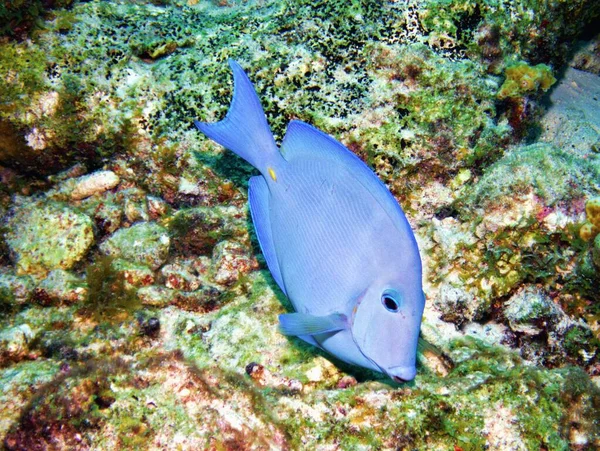Blue Tang grazing on the reef