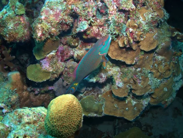 산호초에서 물떼새 — 스톡 사진