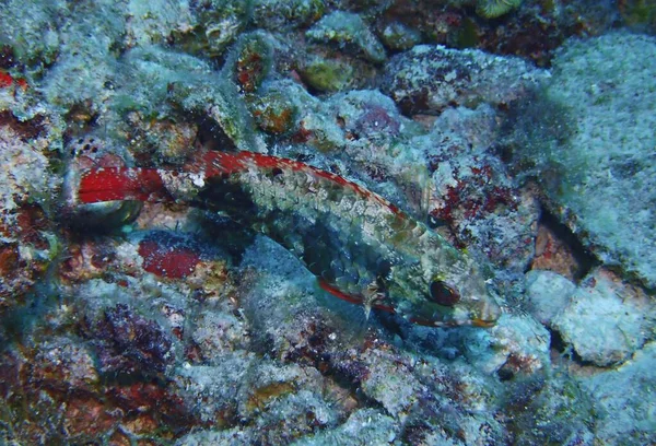 Rotbandpapageifisch Getarnt Riff — Stockfoto