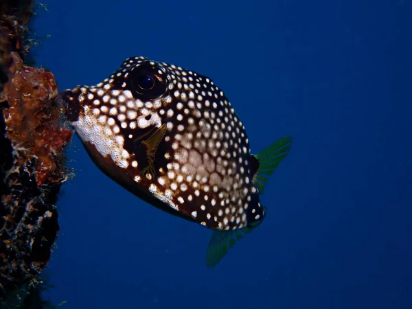 Smooth Trunkfish Grazing Pier Piling — Stock Photo, Image