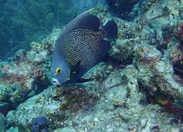 大堡礁上的法国天使鱼 — 图库照片